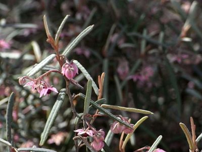 Lasiopetalum baueri, photographed by Russell Best