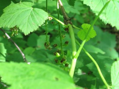 Ribes mandshuricum, photographed by Repina Tatyana