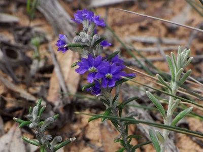 Dampiera rosmarinifolia, photographed by Russell Best