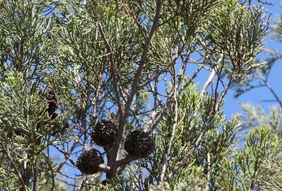 Callitris verrucosa, photographed by Russell Best