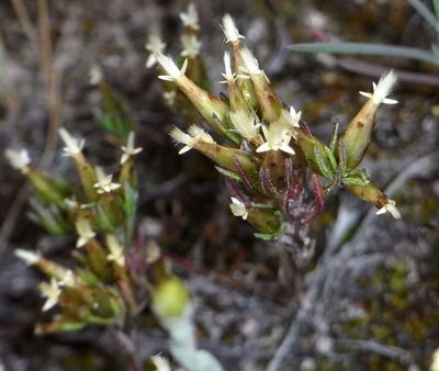 Rhodanthe pygmaea, photographed by Russell Best