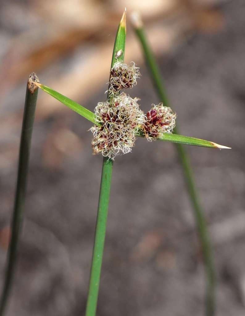 Cyperus gymnocaulos, photographed by Russell Best