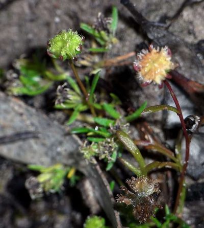 Brachyscome perpusilla, photographed by Russell Best