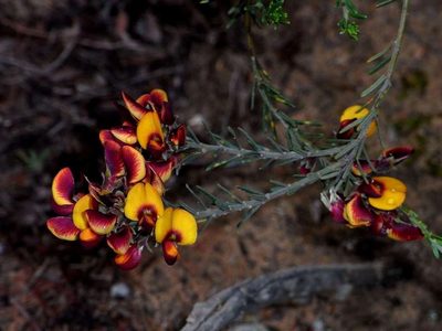 Aotus subspinescens, photographed by Russell Best