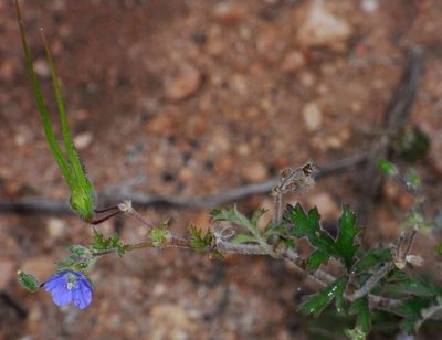 Erodium crinitum, photographed by Russell Best