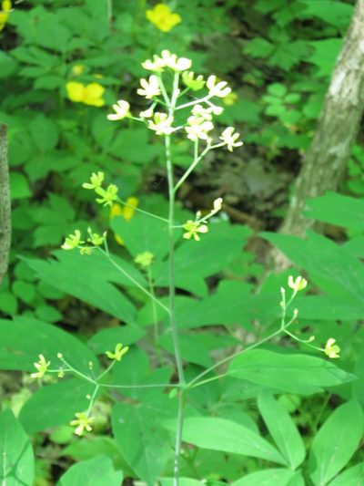 Caulophyllum robustum, photographed by Repina Tatyana