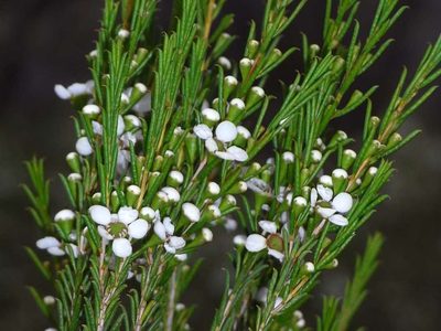 Hysterobaeckea behrii, photographed by Russell Best