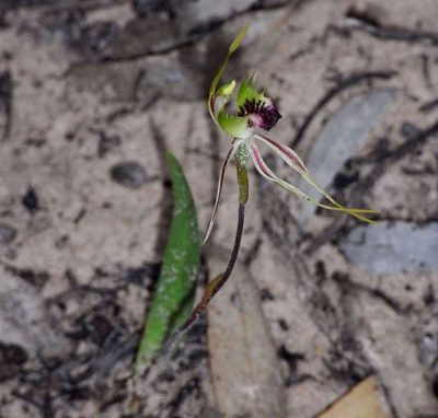 Caladenia verrucosa, photographed by Russell Best