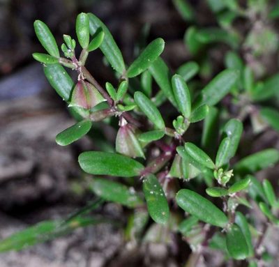 Roepera ammophila, photographed by Russell Best