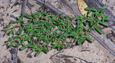 Roepera ammophila, photographed by Russell Best