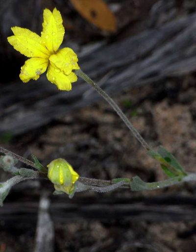 Goodenia robusta, photographed by Russell Best
