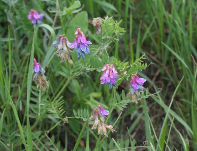 Vicia multicaulis, photographed by Oleg Kosterin