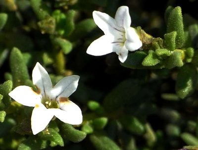 Cyphanthera myosotidea, photographed by Russell Best