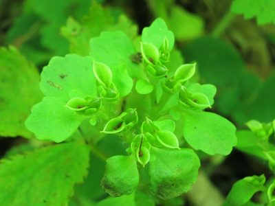 Chrysosplenium pilosum, photographed by Repina Tatyana