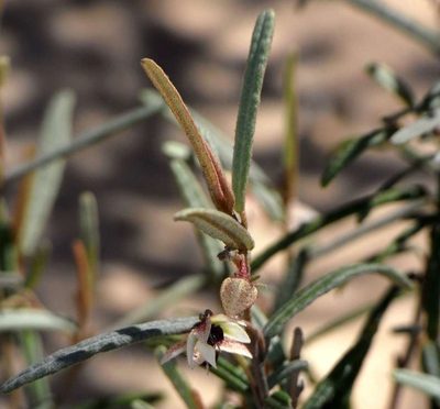 Lasiopetalum baueri, photographed by Russell Best