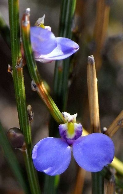 Comesperma scoparium, photographed by Russell Best