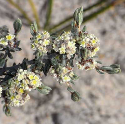 Spyridium subochreatum, photographed by Russell Best