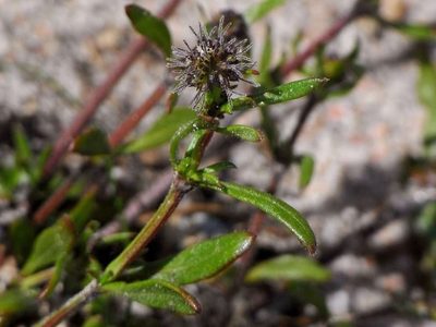 Opercularia scabrida, photographed by Russell Best