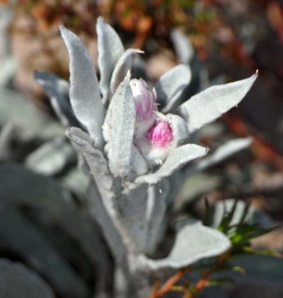 Argentipallium blandowskianum, photographed by Russell Best
