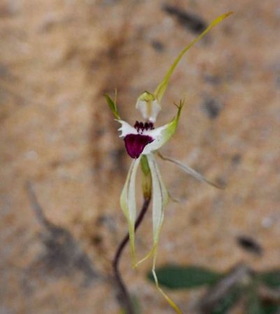 Caladenia verrucosa, photographed by Russell Best