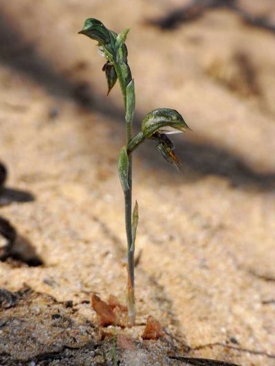 Pterostylis pusilla, photographed by Russell Best