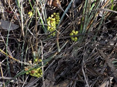 Lomandra collina, photographed by Russell Best