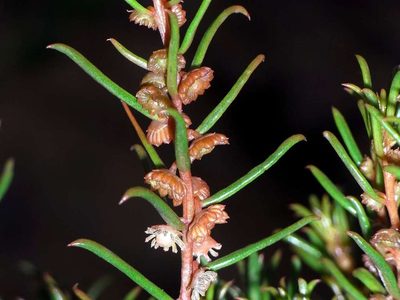 Gyrostemon australasicus, photographed by Russell Best