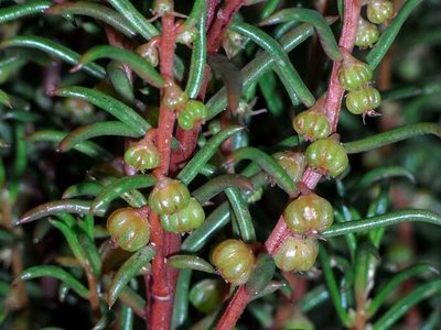 Gyrostemon australasicus, photographed by Russell Best