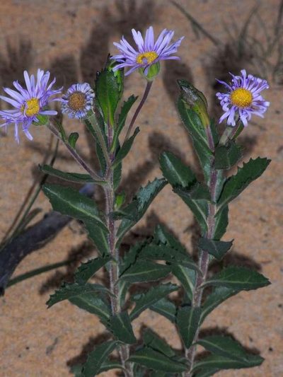 Olearia rudis, photographed by Russell Best