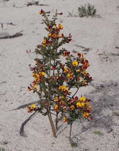 Aotus subspinescens, photographed by Russell Best