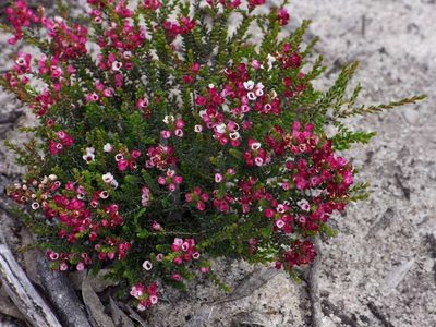 Micromyrtus ciliata, photographed by Russell Best