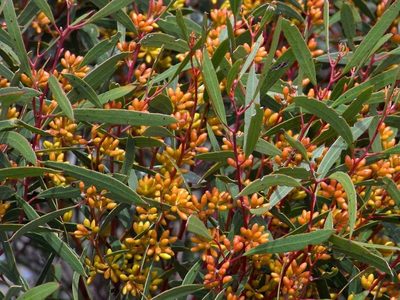 Eucalyptus leptophylla, photographed by Russell Best