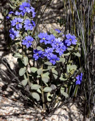 Dampiera marifolia, photographed by Russell Best