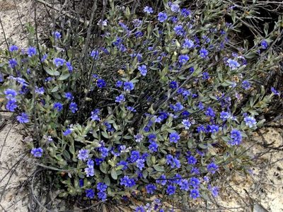 Dampiera marifolia, photographed by Russell Best