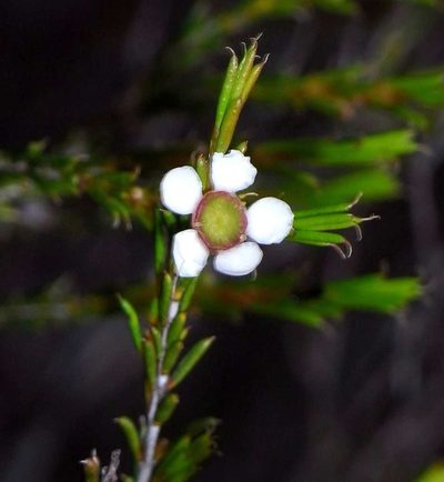 Hysterobaeckea behrii, photographed by Russell Best