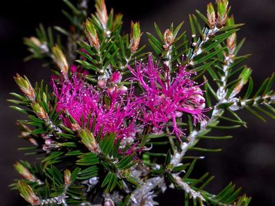 Melaleuca wilsonii, photographed by Russell Best