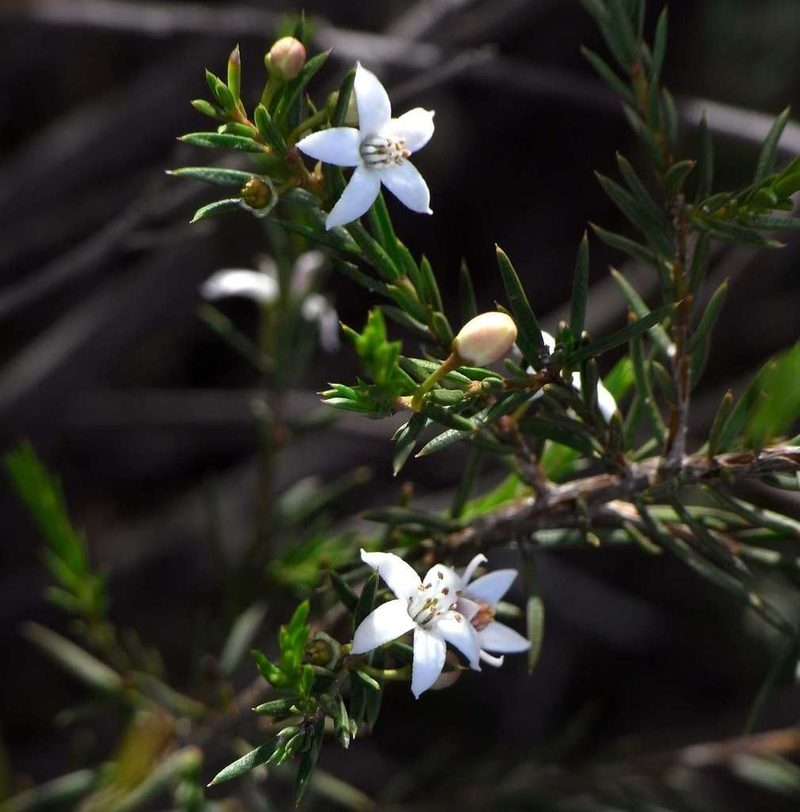 Philotheca pungens, photographed by Russell Best