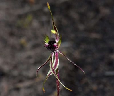Caladenia verrucosa, photographed by Russell Best