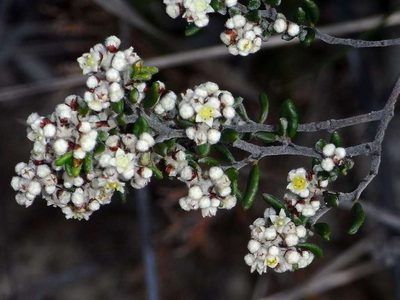Spyridium subochreatum, photographed by Russell Best