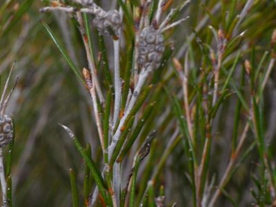 Melaleuca uncinata, photographed by Russell Best