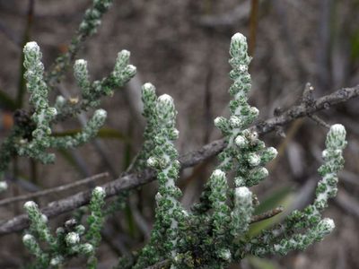 Olearia lepidophylla, photographed by Russell Best