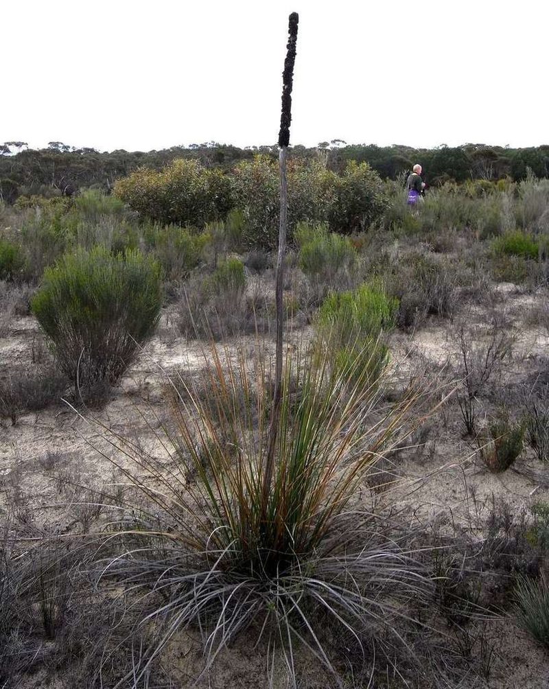 Xanthorrhoea caespitosa, photographed by Russell Best
