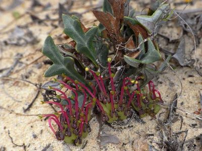 Grevillea ilicifolia, photographed by Russell Best