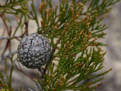 Callitris verrucosa, photographed by Russell Best