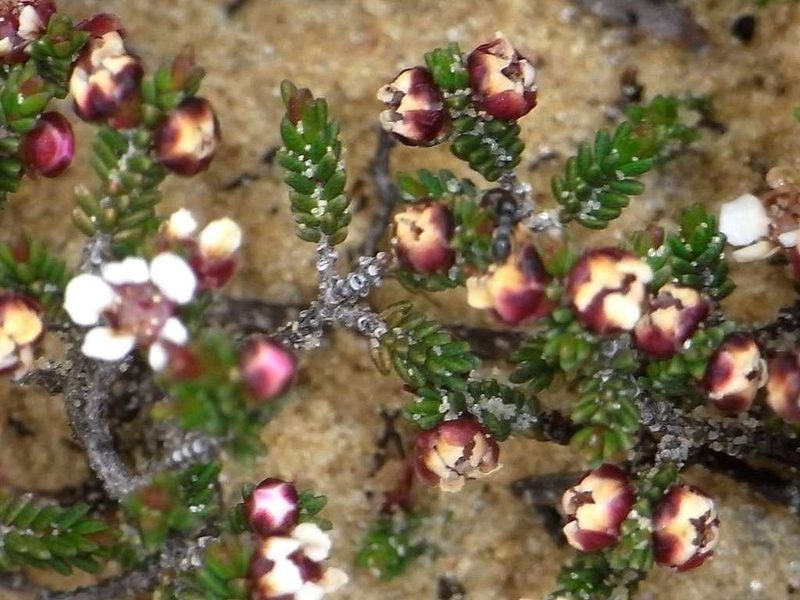 Rinzia ericaea, photographed by Russell Best