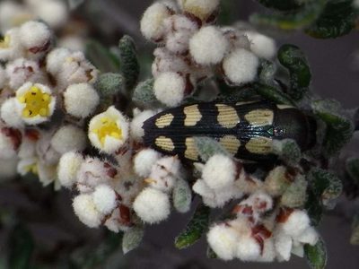 Spyridium subochreatum, photographed by Russell Best