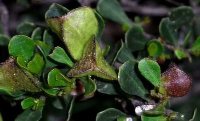 Dodonaea bursariifolia, photographed by Russell Best