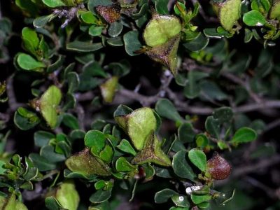 Dodonaea bursariifolia, photographed by Russell Best