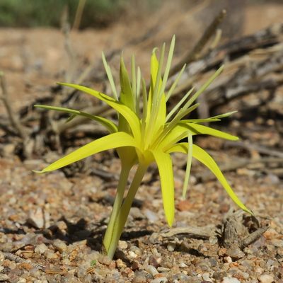 Empodium flexile, photographed by Kevin Murray