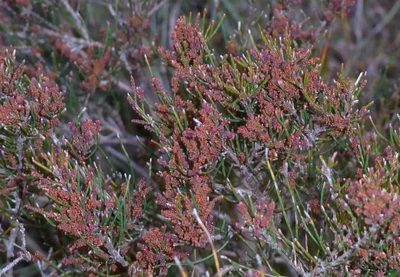 Allocasuarina misera, photographed by Russell Best